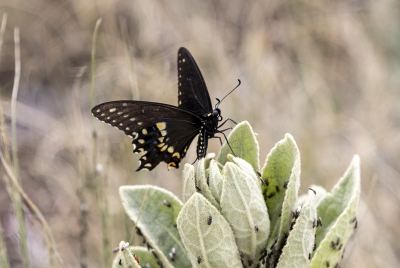 Black Swallowtail butterfly 2023